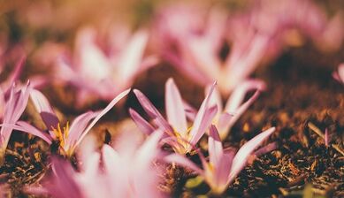 kaip savo rankomis pasidaryti sėkmės amuletą